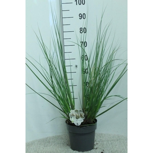 Cortaderia sell.