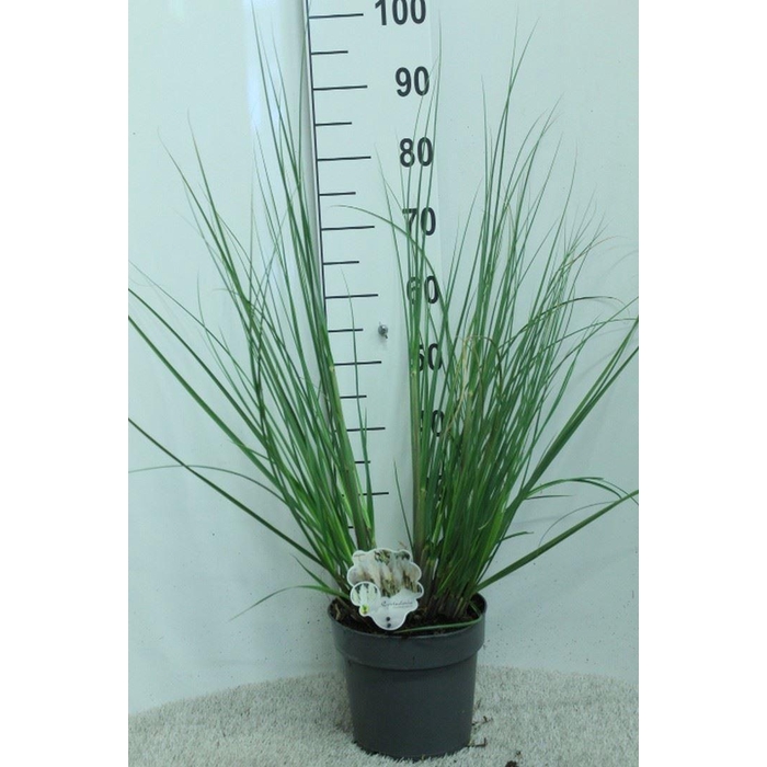 <h4>Cortaderia sell.</h4>
