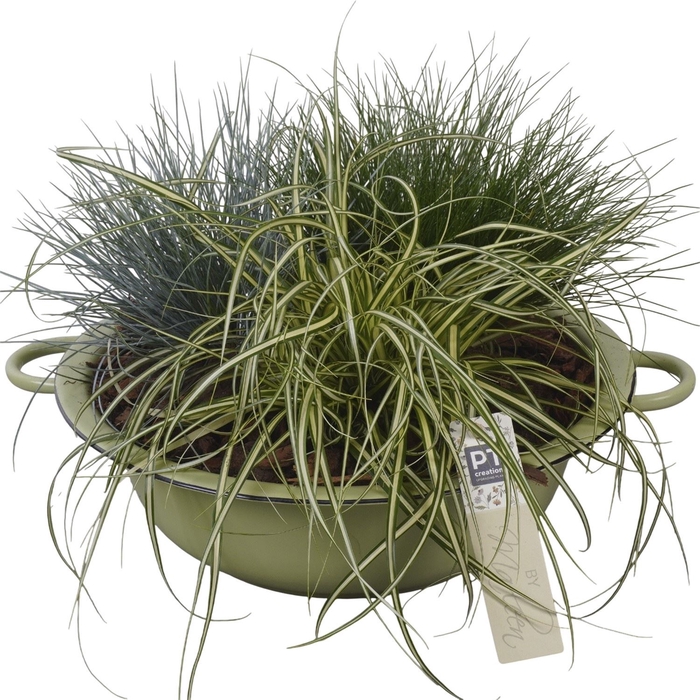 <h4>Arr.   Tuinplanten L%</h4>