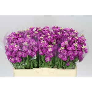 Matthiola Cerise