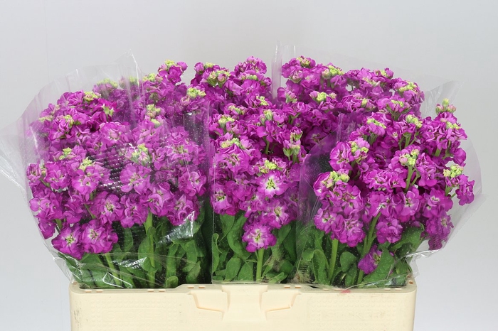<h4>Matthiola Cerise</h4>