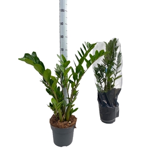 ZAMIO ZAMIIFOLIA