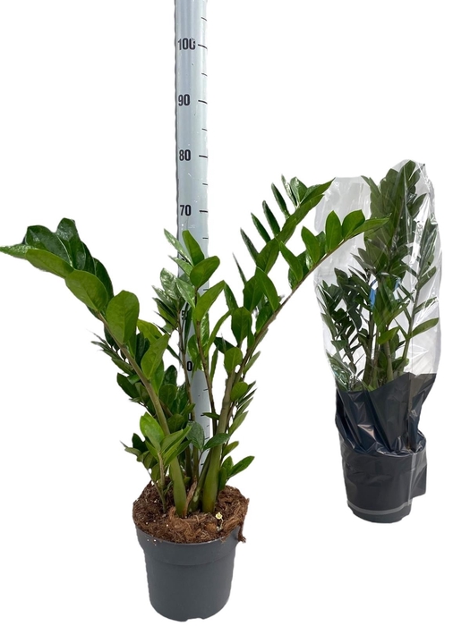 <h4>ZAMIO ZAMIIFOLIA</h4>