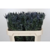 Eryngium Blue Dynamite
