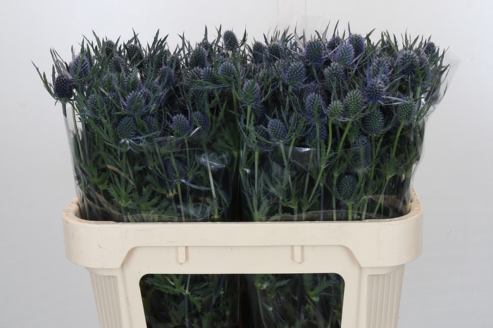 Eryngium Blue Dynamite