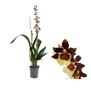 Inca Cambria Pacific Twilight 2 spike 9cm