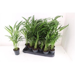 Dypsis Lutescens 10pp