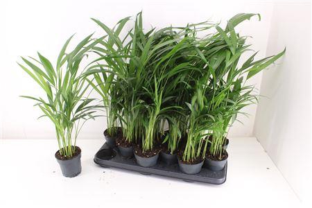 <h4>Dypsis Lutescens 10pp</h4>