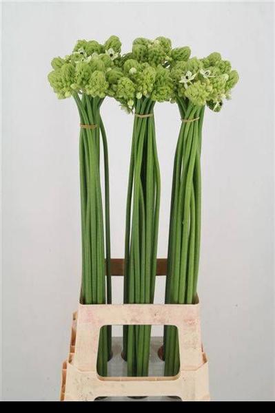 <h4>Ornit Saundersiae Import Sawa</h4>