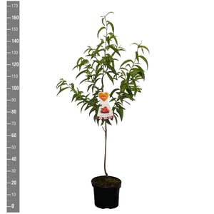 Prunus n. Flateryna (Platte nectarine), struik