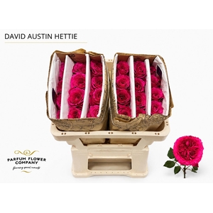 Rosa David Austin Hettie