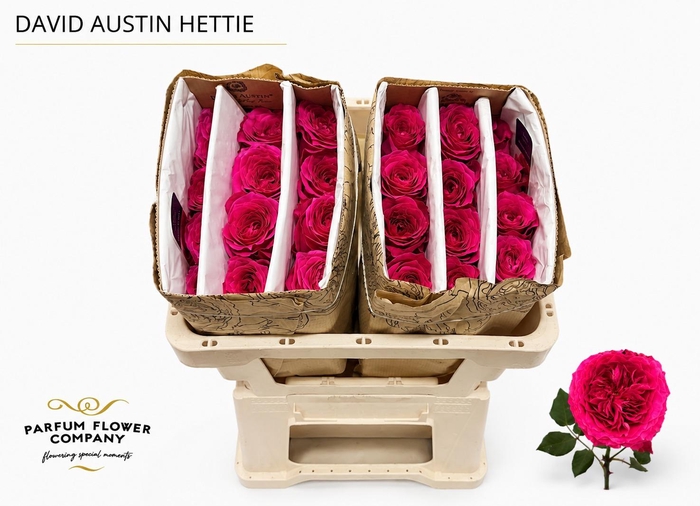 Rosa David Austin Hettie