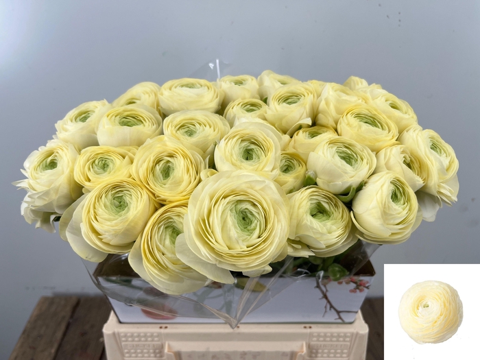 <h4>RAN SU COMMEDIA</h4>