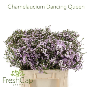 Chamelaucium Dancing Queen