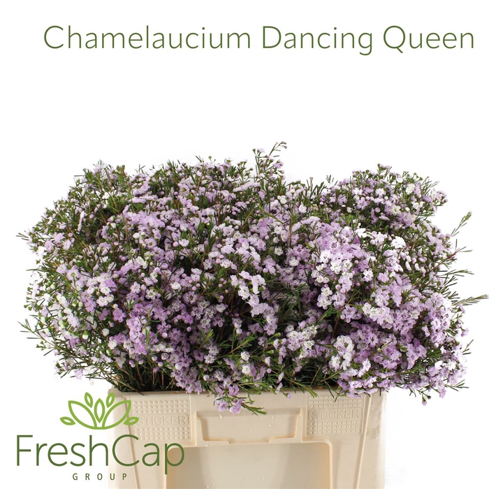 <h4>Chamelaucium Dancing Queen</h4>