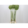 Allium Green Craze