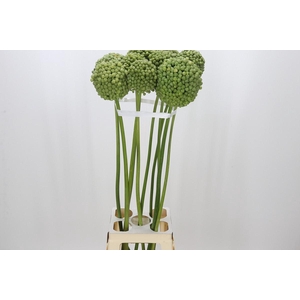 Allium Green Craze