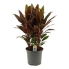 Cordyline Rumba Toef 19 cm