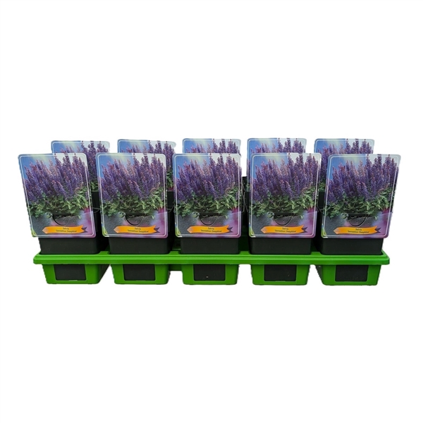 <h4>Salvia nemorosa 'Sensation Deep Bleu' P11</h4>