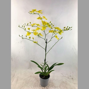 ONCIDIUM OV