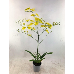 ONCIDIUM OV