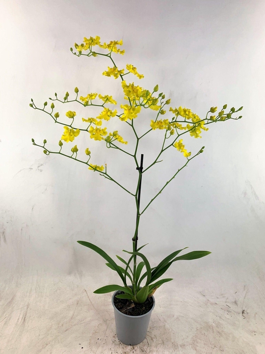 <h4>ONCIDIUM OV</h4>