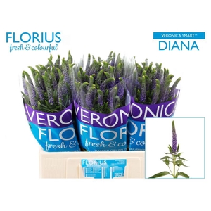 Veronica Smart Diana Florius