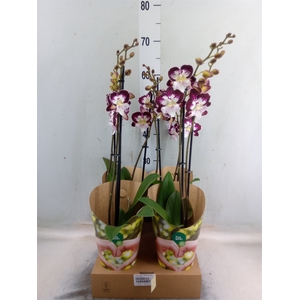 Phalaenopsis  'GbZ Tinkerbells'