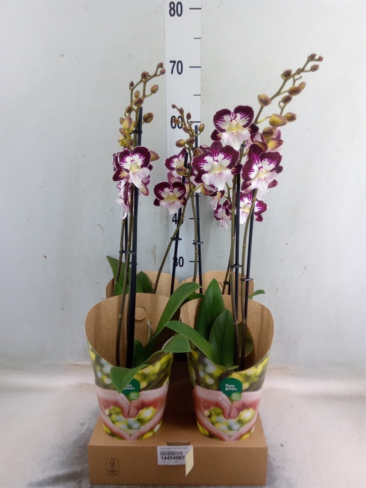 <h4>Phalaenopsis  'GbZ Tinkerbells'</h4>