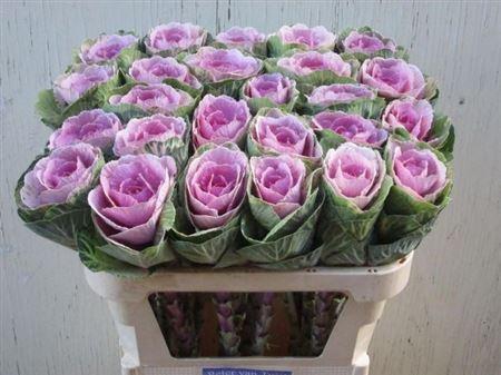 <h4>Brass Crane Pink</h4>