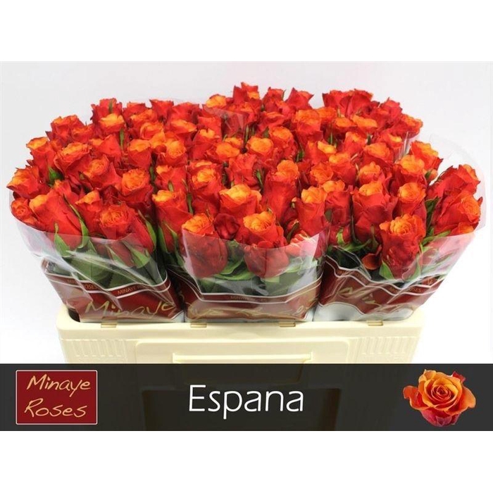 <h4>R Gr Espana@</h4>