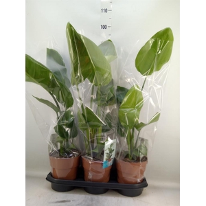 Strelitzia nicolai