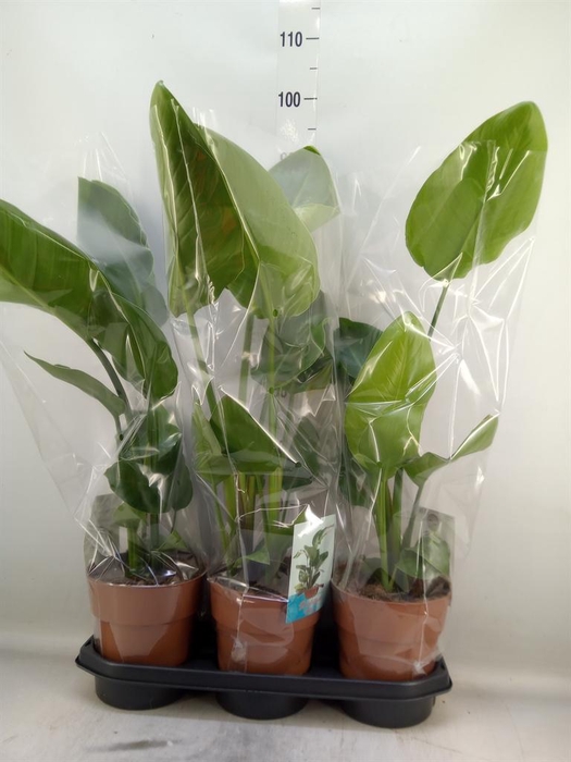 <h4>Strelitzia nicolai</h4>