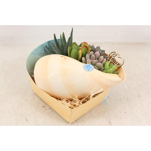 arr3 AD - Melo Diadema XL