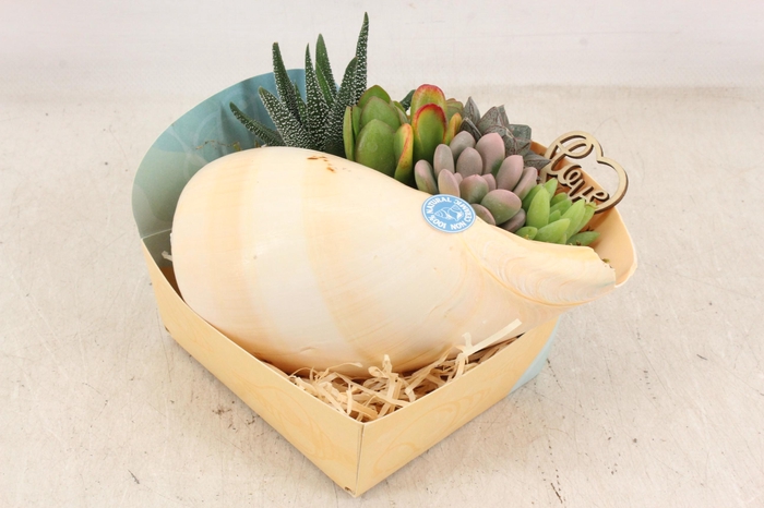 <h4>arr3 AD - Melo Diadema XL</h4>