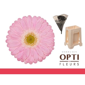 Germini Babble Water