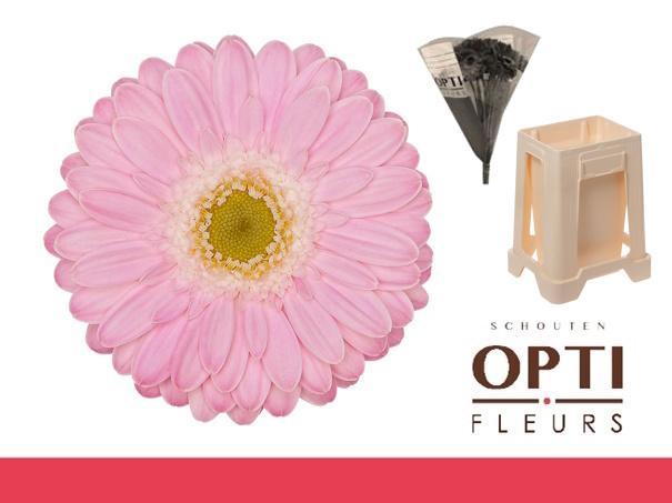 <h4>Germini Babble Water</h4>