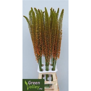 Eremurus Emmy Ro 90cm