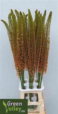 <h4>Eremurus Emmy Ro 90cm</h4>