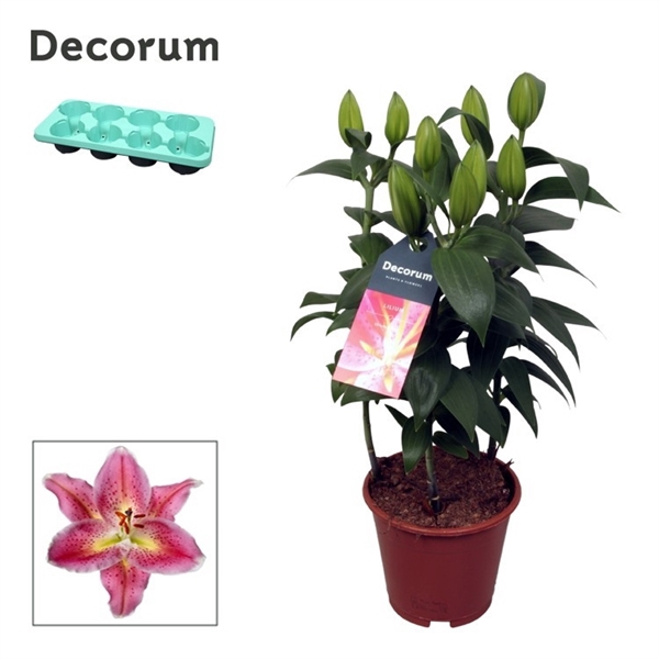 <h4>Lilium Oriental Reeleeze 13cm</h4>