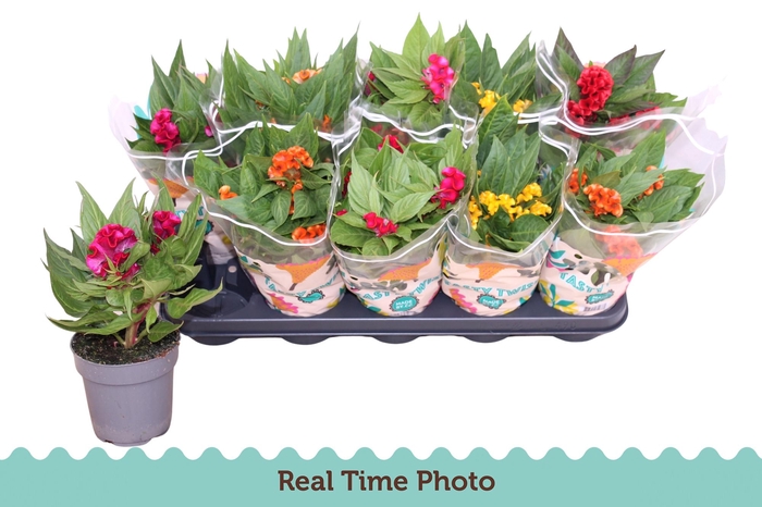 <h4>CEL CR TWIST GEM</h4>