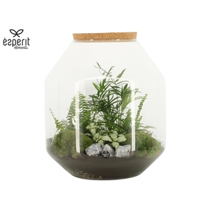 90847: Terrarium arrangement