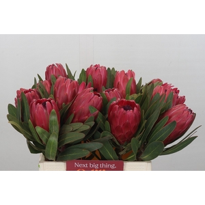 Protea Red Ice