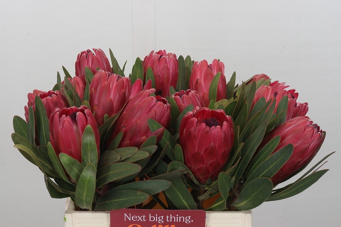 <h4>Protea Red Ice</h4>