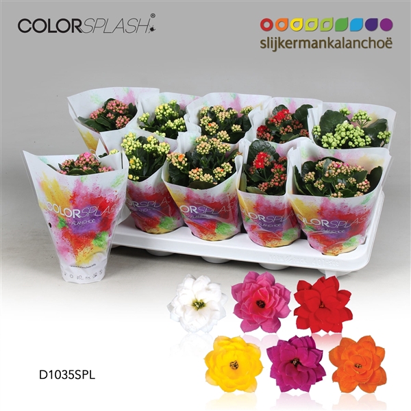 <h4>Kalanchoe ColorSplash - 5 Colors Mix</h4>