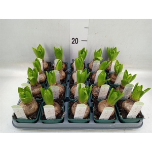 Hyacinthus orie. 'Pearl White'