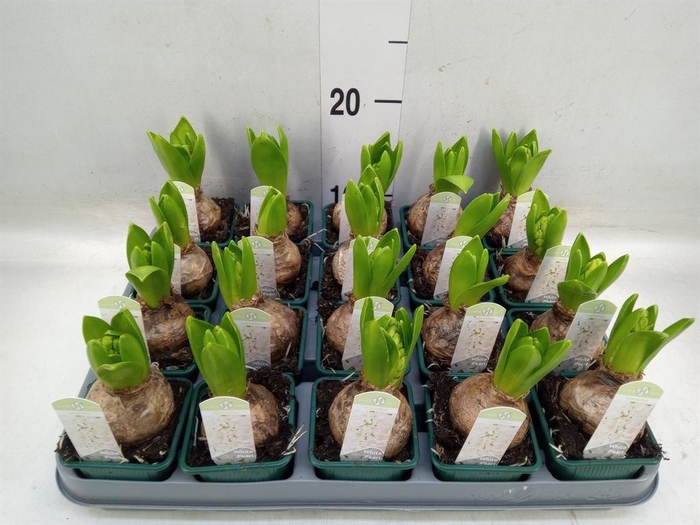 <h4>Hyacinthus orie. 'Pearl White'</h4>