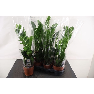 Zamioculcas Zamiifolia 14 Cm. Pot