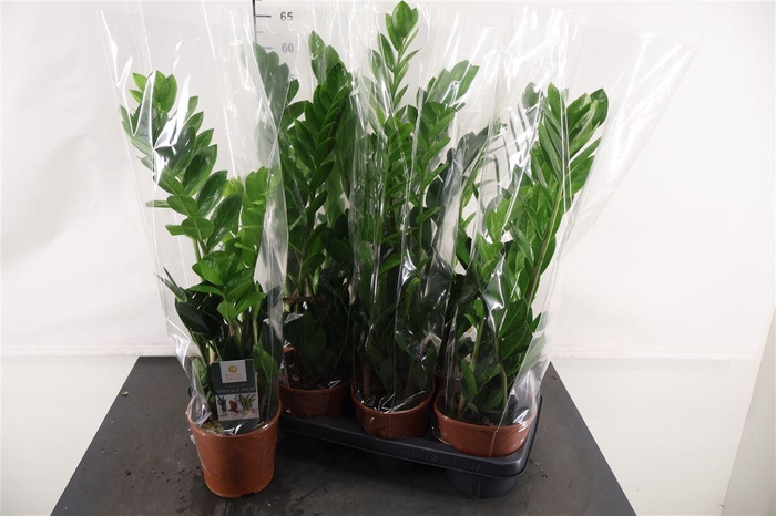 <h4>Zamioculcas Zamiifolia 14 Cm. Pot</h4>