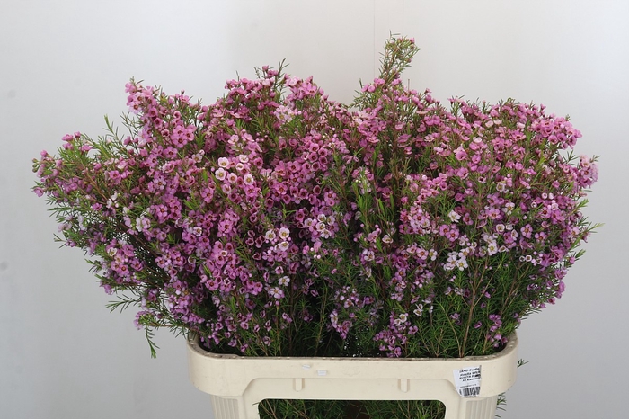 Chamelaucium Kerryn